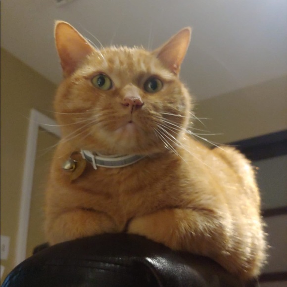 Meet your Posher, Anissa - Picture 1 of 1